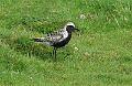 Tundralo - Grey Plover (Pluvalis squatarola) summer